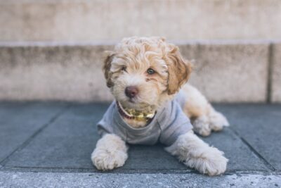 cute Cavapoo puppy dog on the street in the city