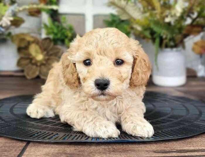 Forrest - Darling Male AKC Mini Poodle Puppy For Sale