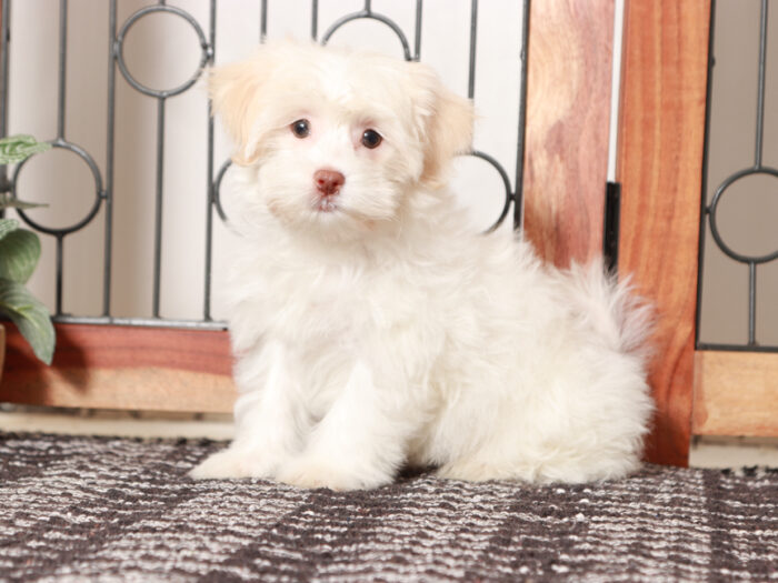 Havanese puppy