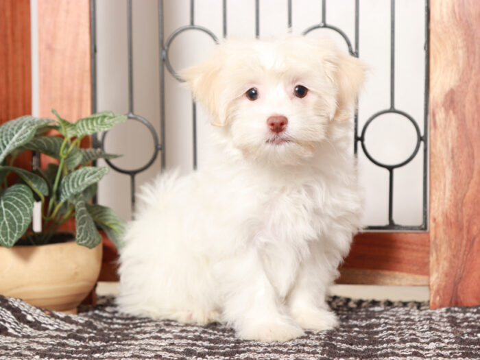 Fortune- Friendly female Havanese Puppy - Image 2