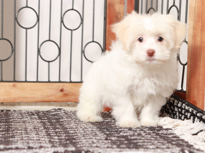 Fortune- Friendly female Havanese Puppy - Image 3