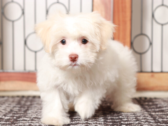 Havanese puppy