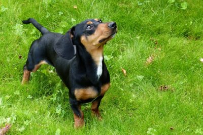 Dachshund on the grass