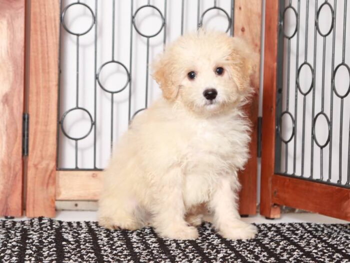 Frank- Loving Little male Poochon Puppy - Image 2