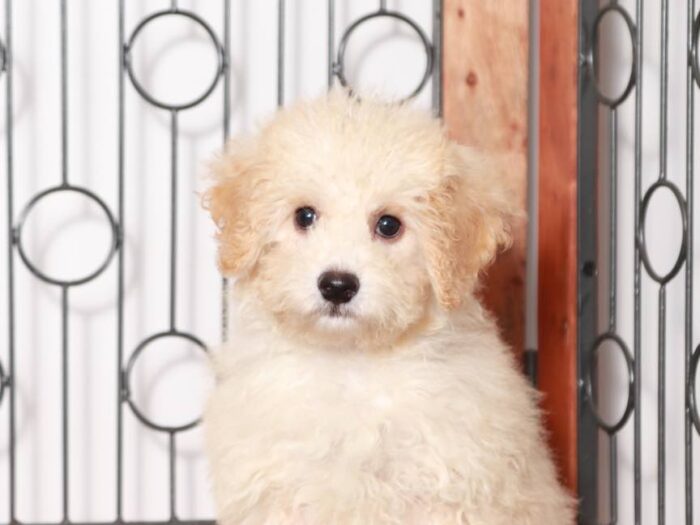 Frank- Loving Little male Poochon Puppy - Image 3