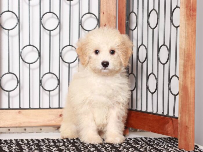 Frank- Loving Little male Poochon Puppy - Image 4