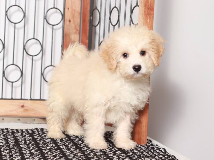 Frank- Loving Little male Poochon Puppy