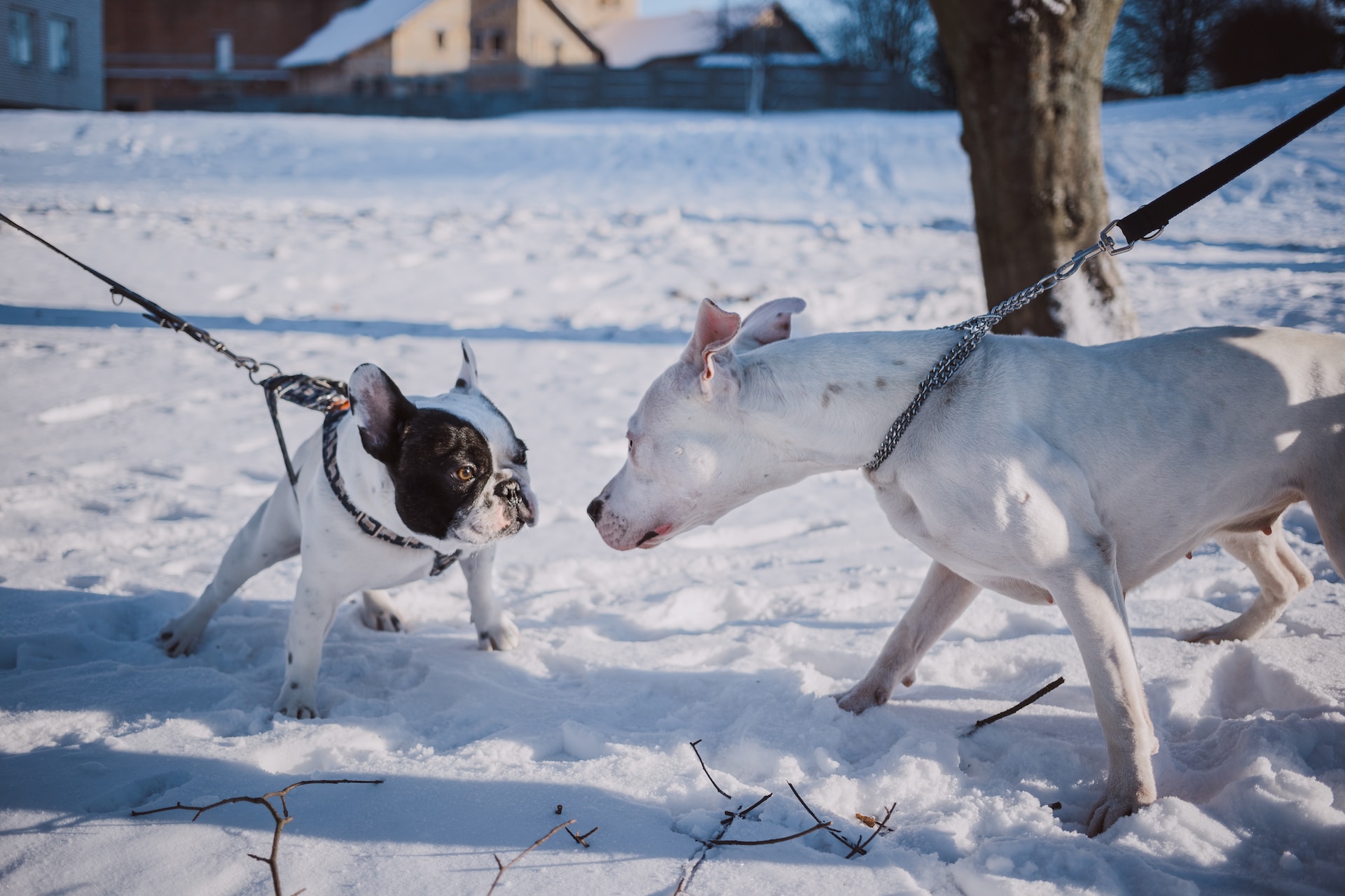 Tips for Socializing a Puppy