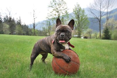 French Bulldog pup playing with a ball