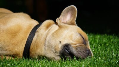 French Bulldog sleeping