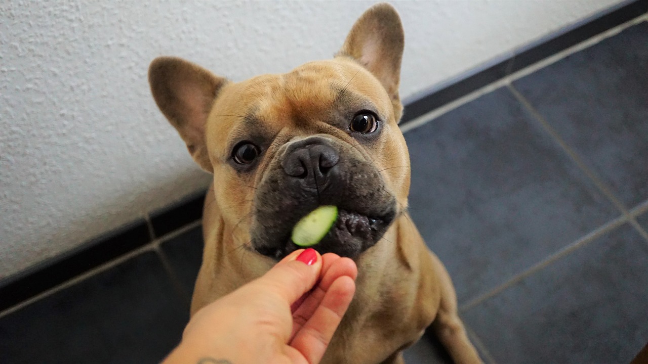 Can Dogs Eat Cucumbers Safely?