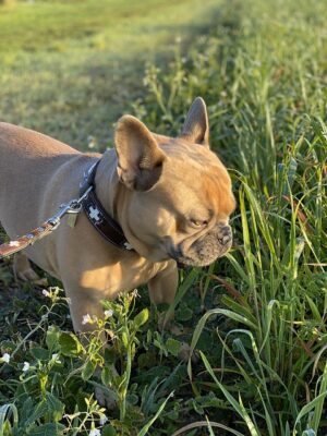 French Bulldog eating grass