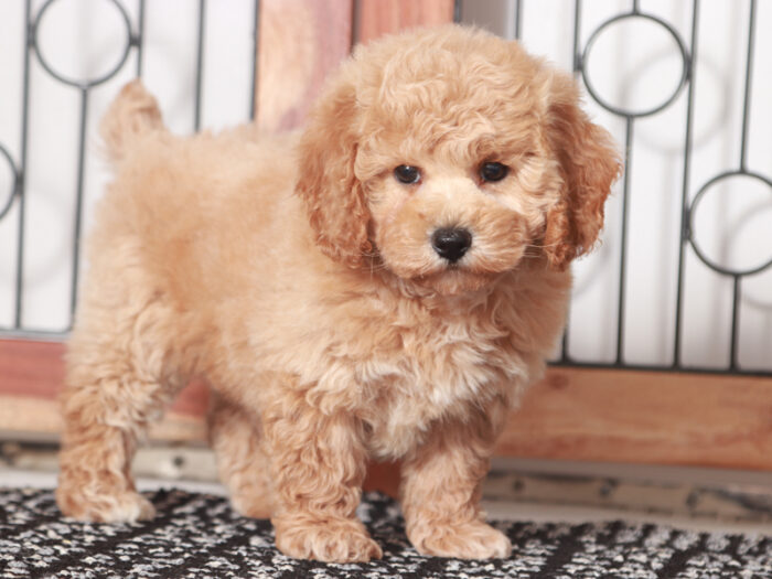Gabbie - Cute female Poochon Puppy for Sale in Florida