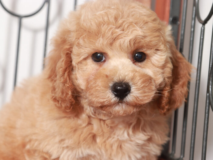 Gabbie - Cute female Poochon Puppy for Sale in Florida - Image 2