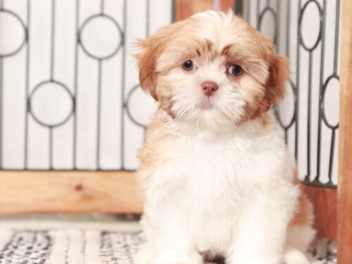 Female Shih Tzu Puppy