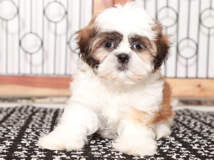 Gia - Fun female Shih Tzu Puppy For Sale
