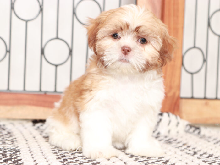 Female Shih Tzu Puppy