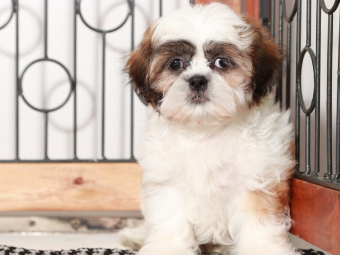 Gia - Fun female Shih Tzu Puppy For Sale - Image 2