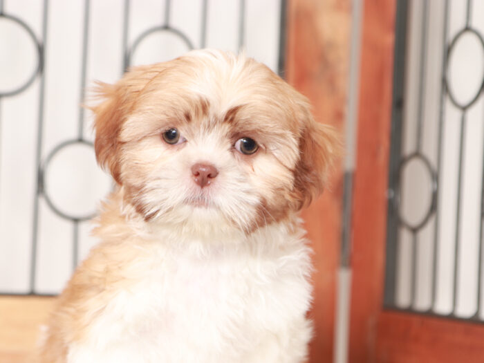 Female Shih Tzu Puppy