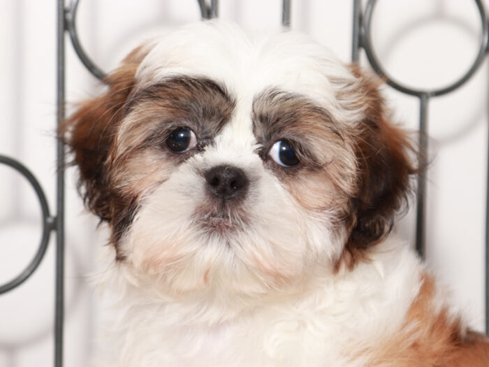 Gia - Fun female Shih Tzu Puppy For Sale - Image 3