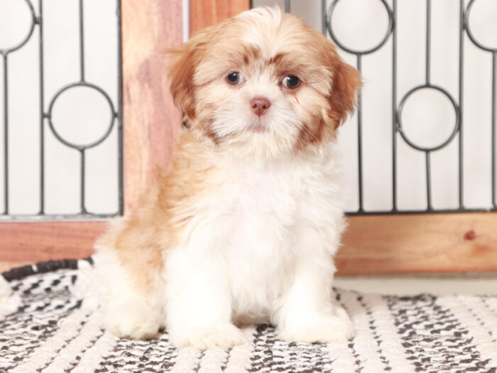 Female Shih Tzu Puppy