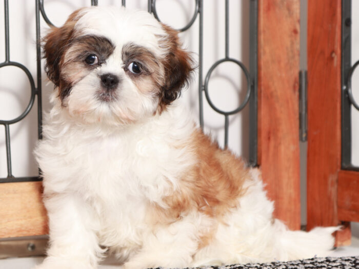 Gia - Fun female Shih Tzu Puppy For Sale - Image 4