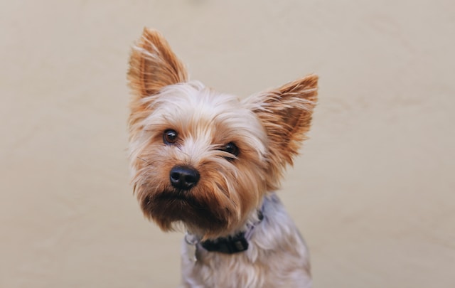 Yorkie Pup