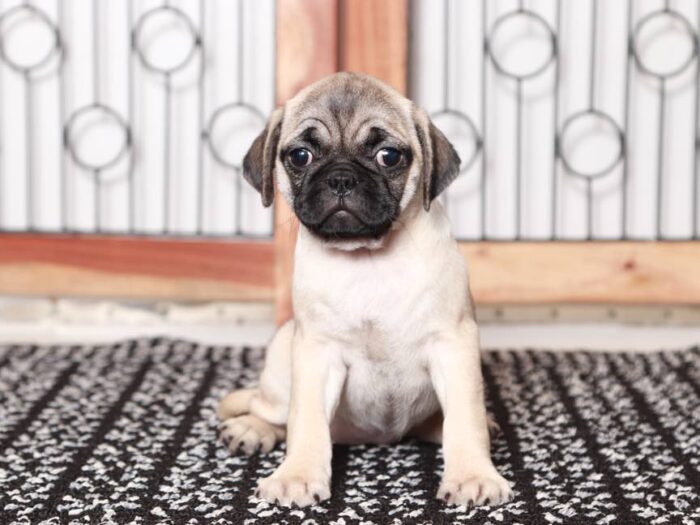 Gracy -Sweet female Pug Puppy - Image 2