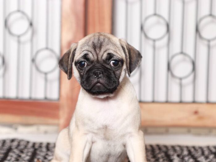 Gracy -Sweet female Pug Puppy