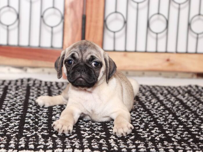 Gracy -Sweet female Pug Puppy - Image 4