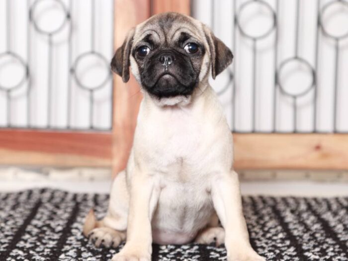 Gracy -Sweet female Pug Puppy - Image 3