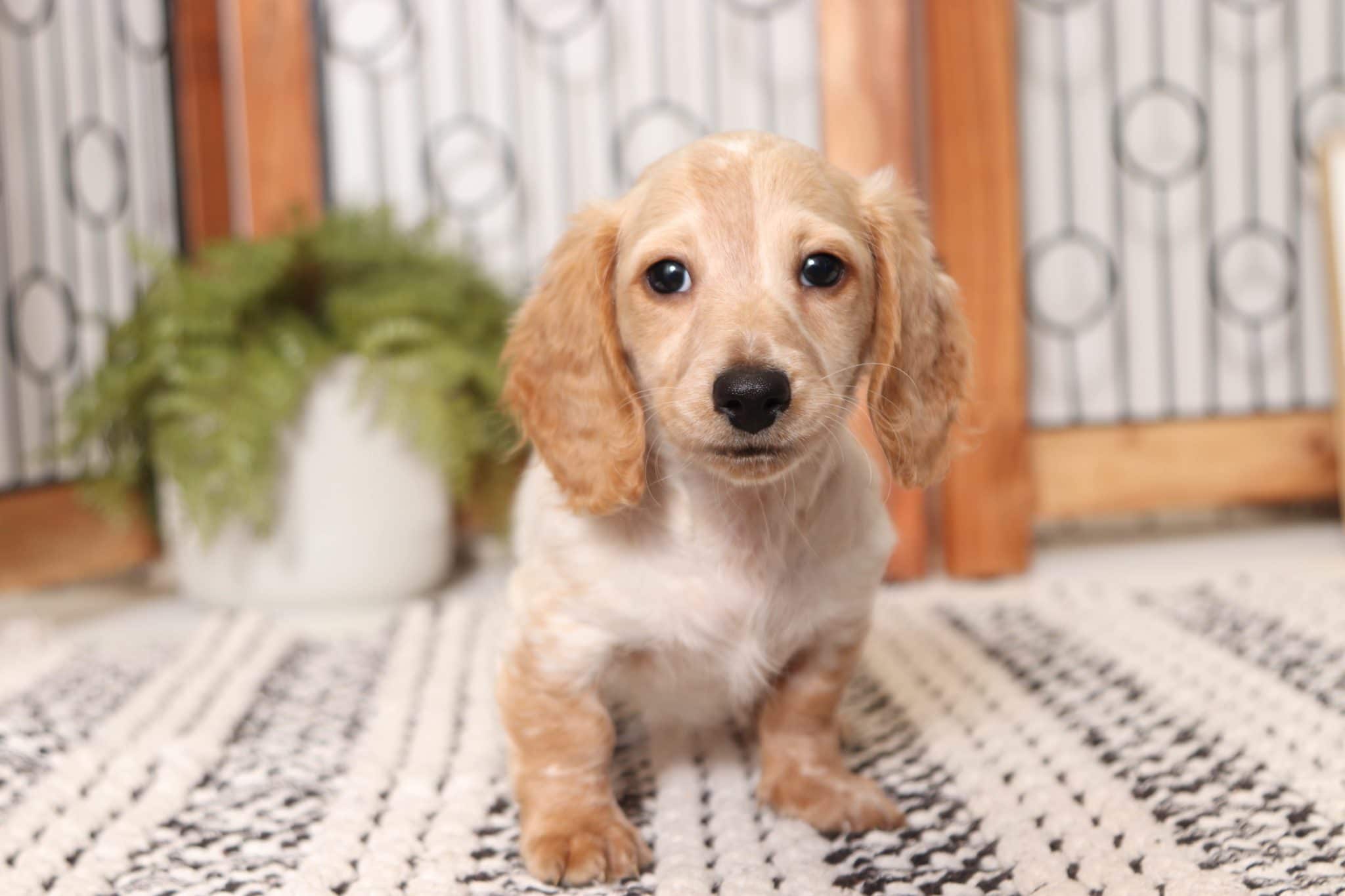 Grayson - Amazing Piebald Male Long Hair Dachshund Puppy