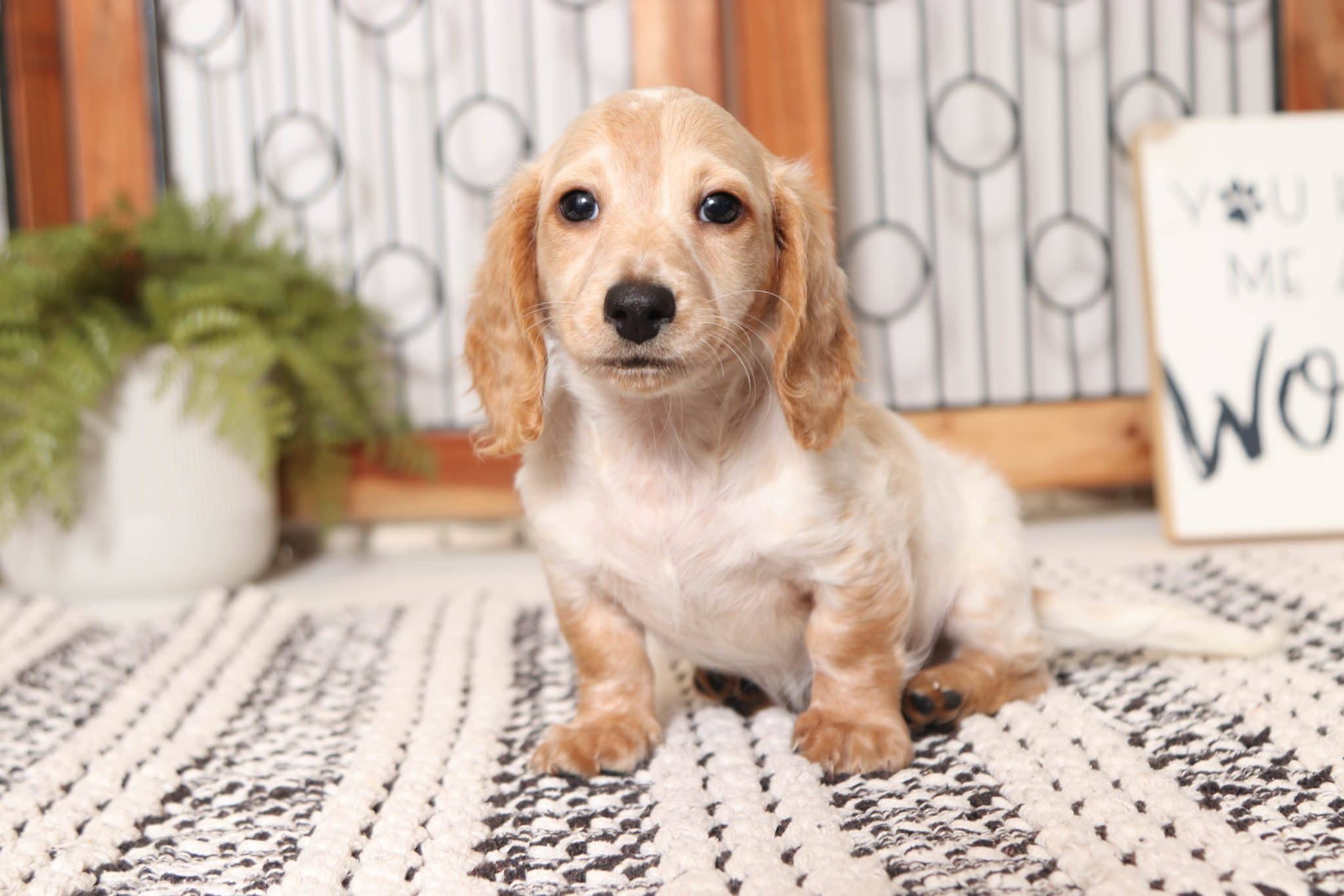 Grayson - Amazing Piebald Male Long Hair Dachshund Puppy - Image 4