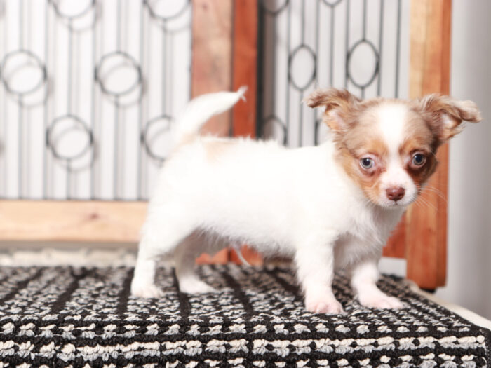 Long Haired Chihuahua puppy in Florida