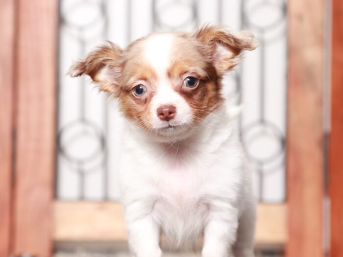 Gus - Awesome Long-Haired Male Chihuahua Puppy - Image 2