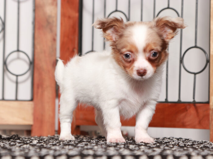 Gus - Awesome Long-Haired Male Chihuahua Puppy - Image 3