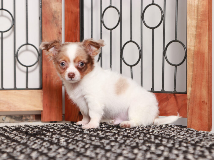 Gus - Awesome Long-Haired Male Chihuahua Puppy - Image 4