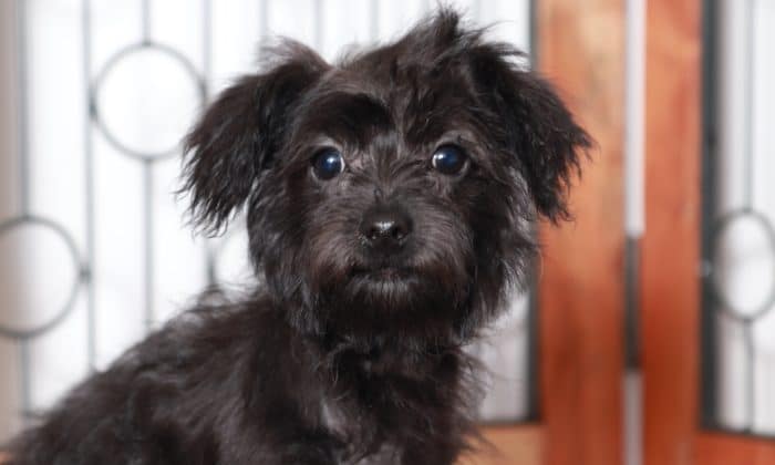 Hannah - Adorable Little Black/Tan Female Yochon Puppy - Image 2