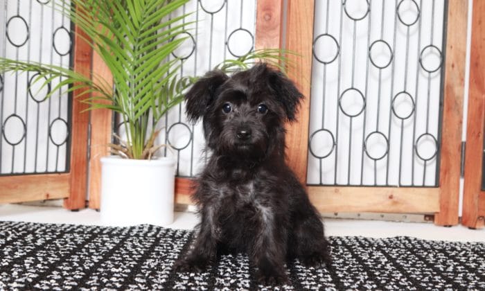 Hannah - Adorable Little Black/Tan Female Yochon Puppy - Image 3