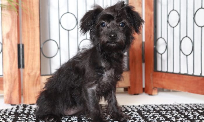 Hannah - Adorable Little Black/Tan Female Yochon Puppy - Image 4