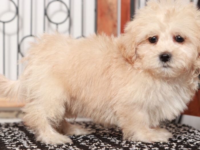 Harley - Adorable Male Shih-Poo Puppy