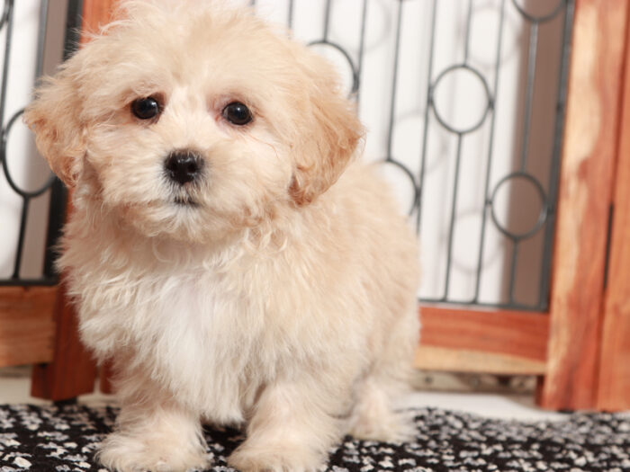 Harley - Adorable Male Shih-Poo Puppy - Image 2