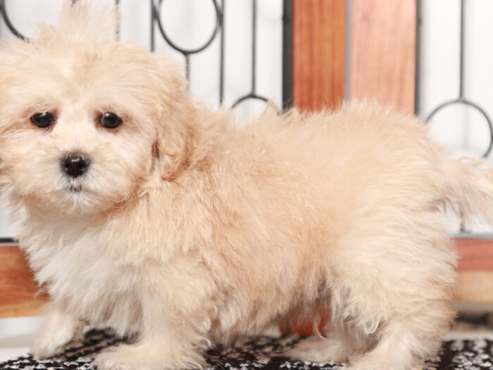 Harley - Adorable Male Shih-Poo Puppy - Image 3