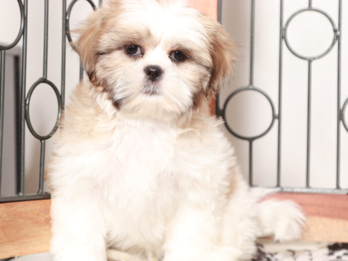 Male Shih Tzu Puppy