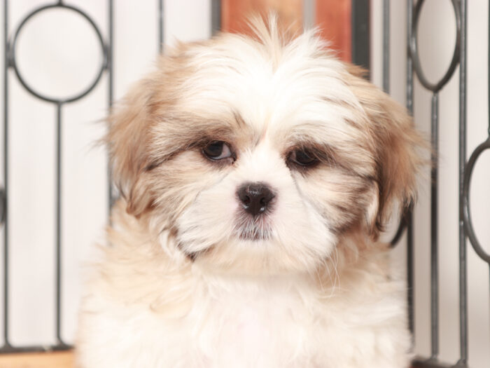 Male Shih Tzu Puppy