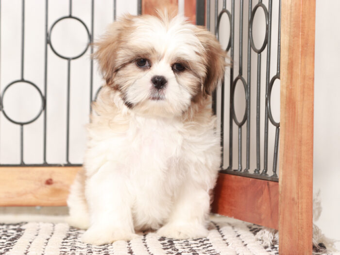 Male Shih Tzu Puppy