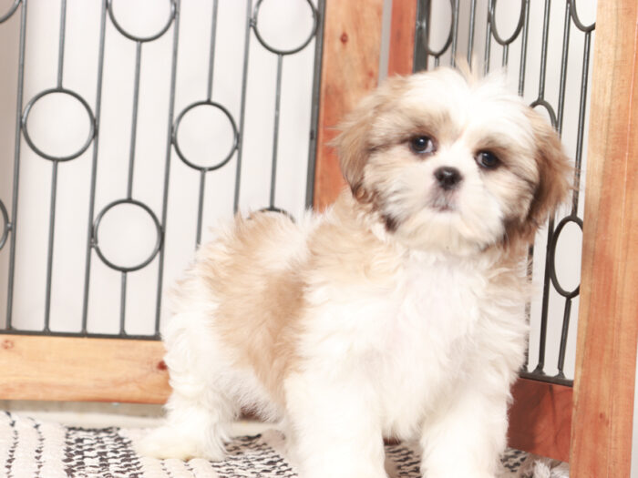 Male Shih Tzu Puppy