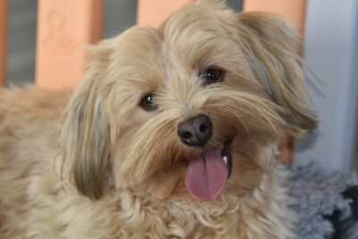 Closeup photo of Havanese dog