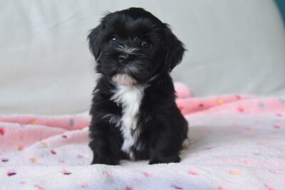 Black Havanese Puppy
