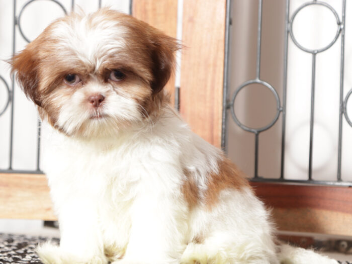 Hearts - Fun female ACA Shih Tzu Puppy